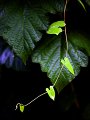 346 - convulvus leaves - HONKANEN JARMO - finland